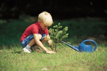 Мальчик сажает дерево. Фотография.