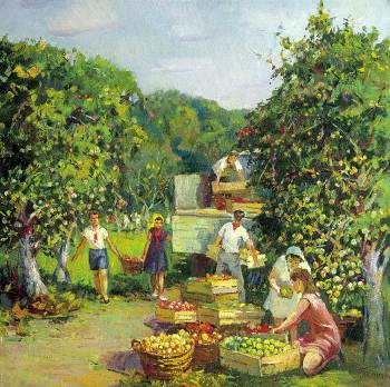 Пионеры собирают яблоки в колхозном саду. Картина.