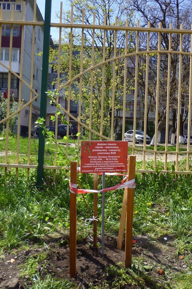 Дерево в память об Эдике Ивжаке.